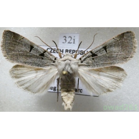 Eugnorisma glareosa (Esper, 1788) Czech32i